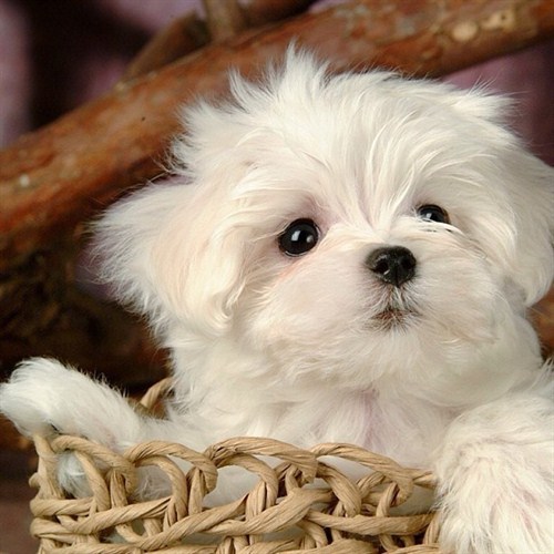 In -a -basket -2 In -a -basket -2